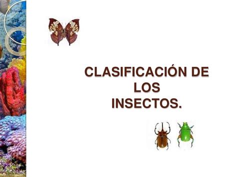 Clasificacion De Insectos
