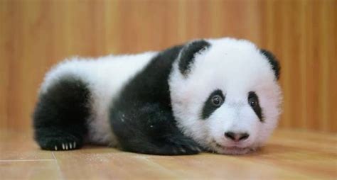 Listen To Squeaking Baby Pandas And See How China Is Saving Them