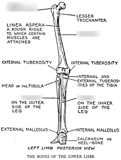 Leg Bones Voice And Movement Diagram Quizlet