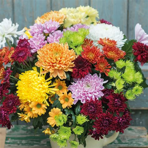 Chrysanthemum Cut Flower Bloom And Spray Collection From Woolmans