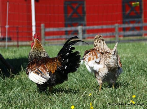 Natural Chicken Keeping How Do Chickens Do It Chicken Sex Explained