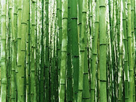 48 Bamboo Print Wallpaper On Wallpapersafari