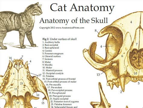 Cats Skeletal Anatomy