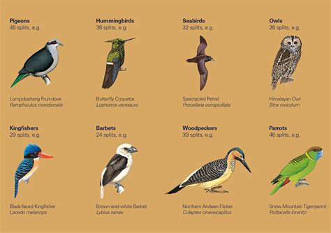 Hbw And Birdlife International Illustrated Checklist Of The Birds Of