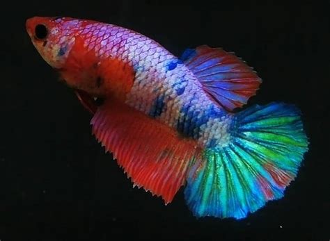 Find the best betta fish price! Female Fancy Halfmoon Betta For Sale - Center of betta ...