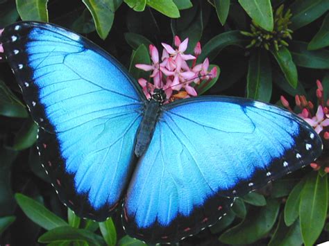 4 Blue Butterfly Pictures In Biological Science Picture Directory