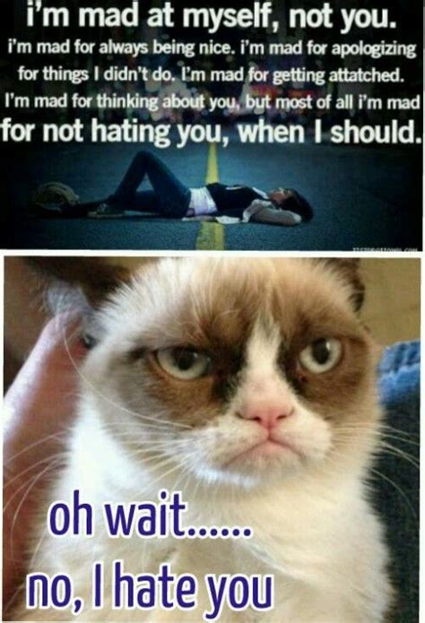 Grumpy Cat I Hate You Meme