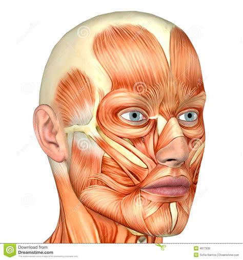 This overview of the organs in the body can help people understand how various organs and organ systems work together. Male Human Body Anatomy - Face Royalty Free Stock Photo ...