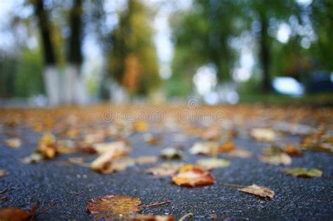 Yellow Autumn Leaves Background Stock Photo Image Of Maple Nature
