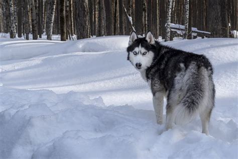 Siberian Husky Dog In Sunny Winter Forest Look At Camera Copy Space