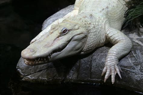 White American Alligator Zoochat