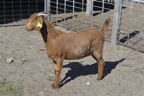 Lot 932 1 Goat Doe Auctionsplus