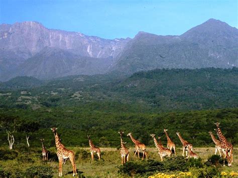 10 Days Arusha National Park Tarangire Ngorongoro And Serengeti Safari