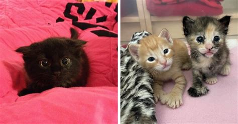 20 Cutest Kittens Of The Week The Tiniest Fluffiest Criminals August