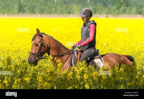 Junge Frau Auf Einem Pferd Reiten In Einem Feld Stockfotografie Alamy