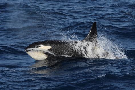 Killer Whales In The Southern Ocean — Australian Marine