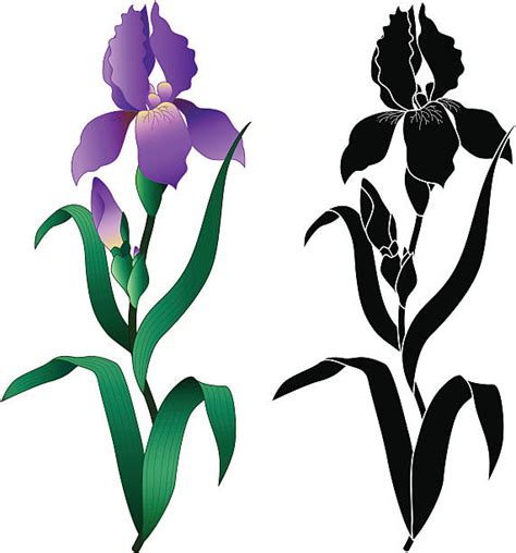 Iris Plant Silhouette Illustrations Royalty Free Vector Graphics
