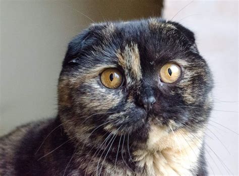 Black Tortie Scottish Fold Lady Cat Seeks Slave Bury St