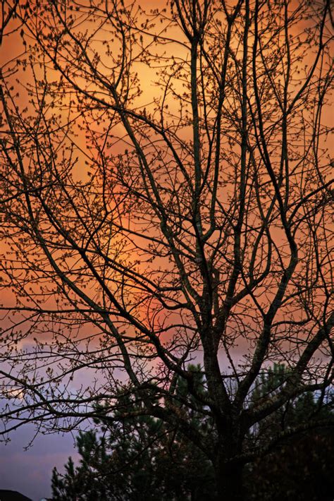 Rainbow Sunset Tree By Ldfranklin On Deviantart