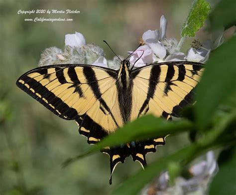 Western Tiger Swallowtail Papilio Rutulus California Gardens