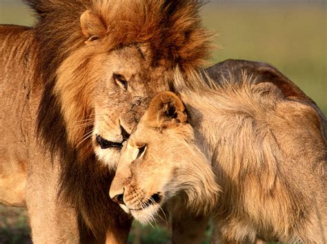 Lion And Lioness Pictures