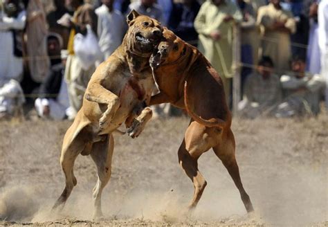 Pitbull Dog Fighting Continues In Mullanpur Punjab Dogexpress