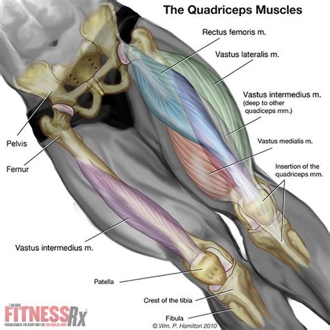 You may find these exercises may help give quick relief in as little as 30 seconds! 35 best images about Muscle Targets on Pinterest | Fascia ...