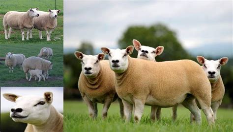 List Of Sheep Breeds In The Philippines Unamed