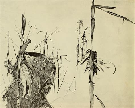 Andrew Wyeth Dry Brush And Pencil Drawings Andrew Wyeth Art Jamie