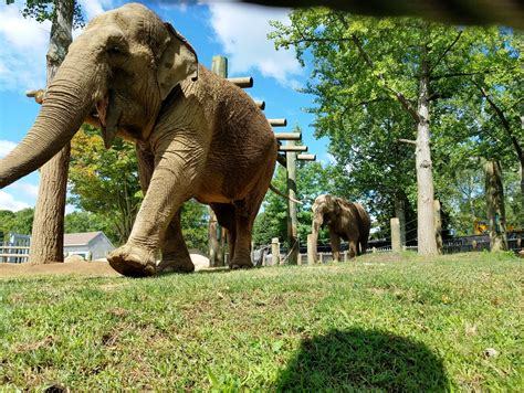 Elephant Appreciation Day Buttonwood Park Zoo