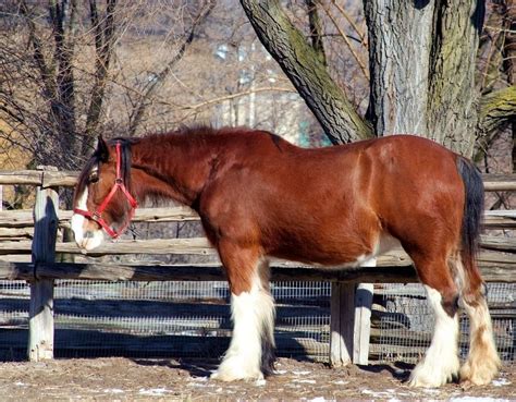 Clydesdale Horses Everything You Need To Know About The Breed