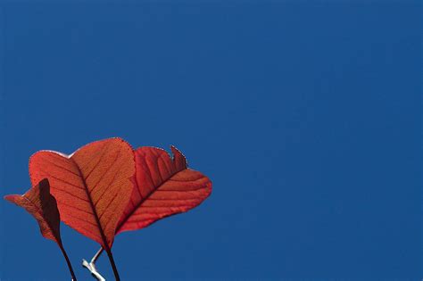 Free Images Tree Branch Plant Sky Leaf Flower Petal Red Blue