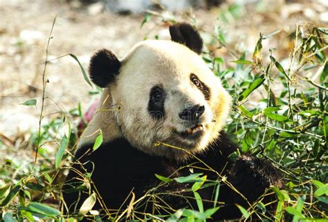 Giant Panda Close Up Panda Eating Shoots Of Bamboo Stock Image Image