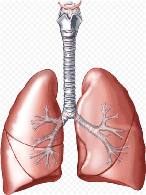 Animated Lungs Trachea Clipart Respiratory System Citypng