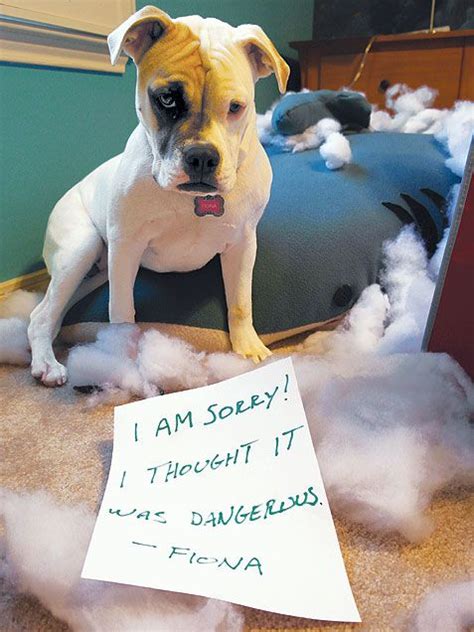 7 Guilty Dogs That Know Exactly What They Did Wrong