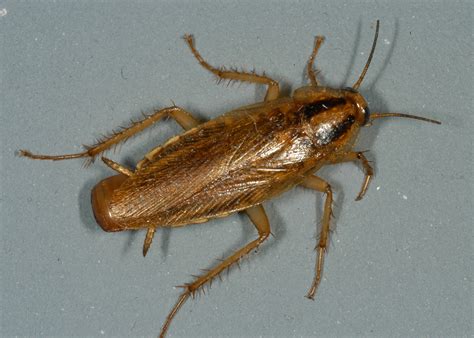Types Of Roaches In Mississippi Roach Cockroach Insect