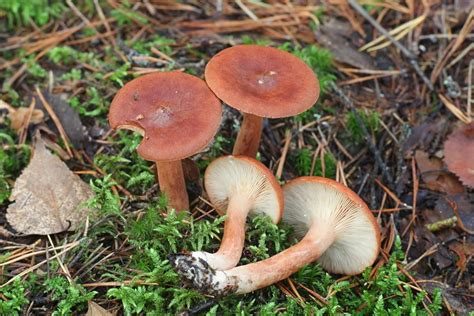 Red Hot Milk Cap Plant Identification Edible Mushrooms Stuffed
