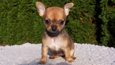 Free Chihuahua Puppies Chihuahua Puppies For Sale Bastrop Tx