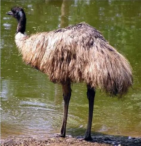 Emu Bird Facts For Kids Kids Animals Facts