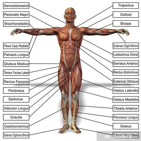 Fototapet 3D mänsklig människa anatomi med muskler text PIXERS SE