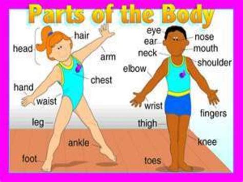 Body Parts Partes Del Cuerpo