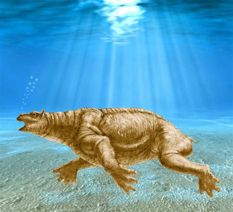 New Genus Species Of Extinct Hippo Like Mammal Identified From