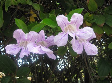 Lavender Trumpet Vine - The Smarter Gardener