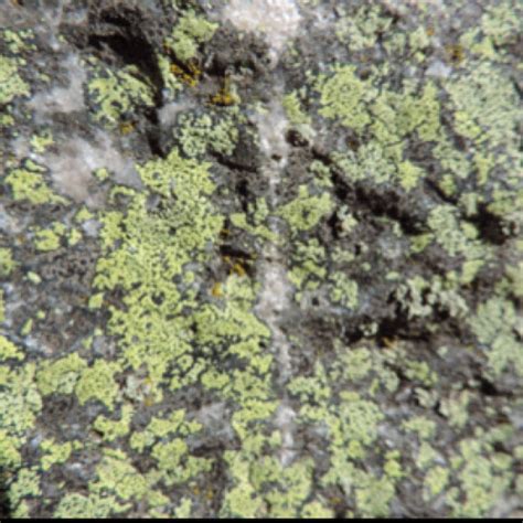 Crustose Lichen Project Noah