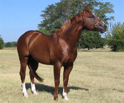 American Warmblood Horse Breed Information History Videos Pictures