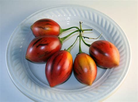 Tree Tomato Fruit Free Stock Photo Public Domain Pictures