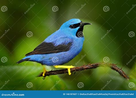 Blue Tropic Bird Close Up Portrait Shining Honeycreeper Cyanerpes