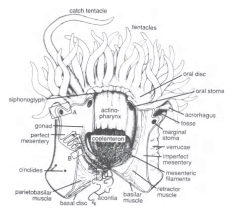 Sea Anemone Care Biologyfeedingreproduction 2022 Fishfix Srilanka