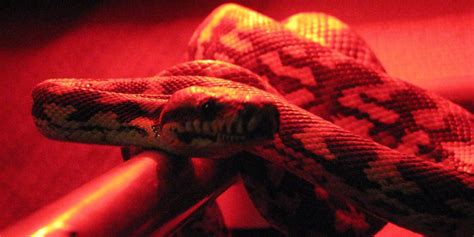 Giant Pythons Battle For The Right To Have Sex