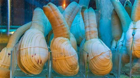 The Truth About Geoducks